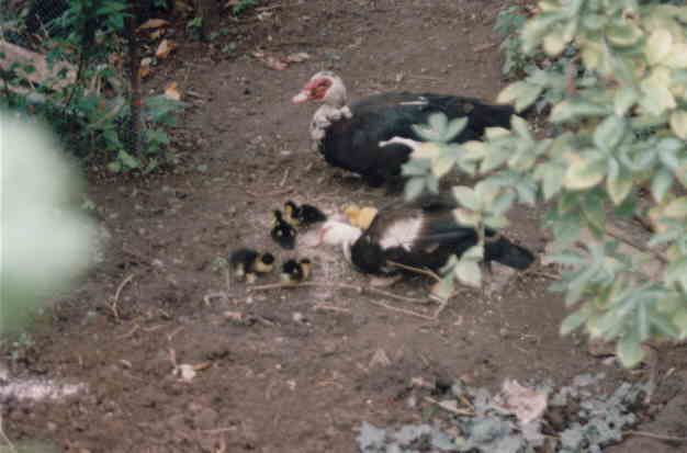 Entenfamilie beim Fressen